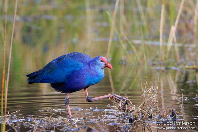 Gray-headed Swamphen, Green Cay Wetlands, Florida, United States